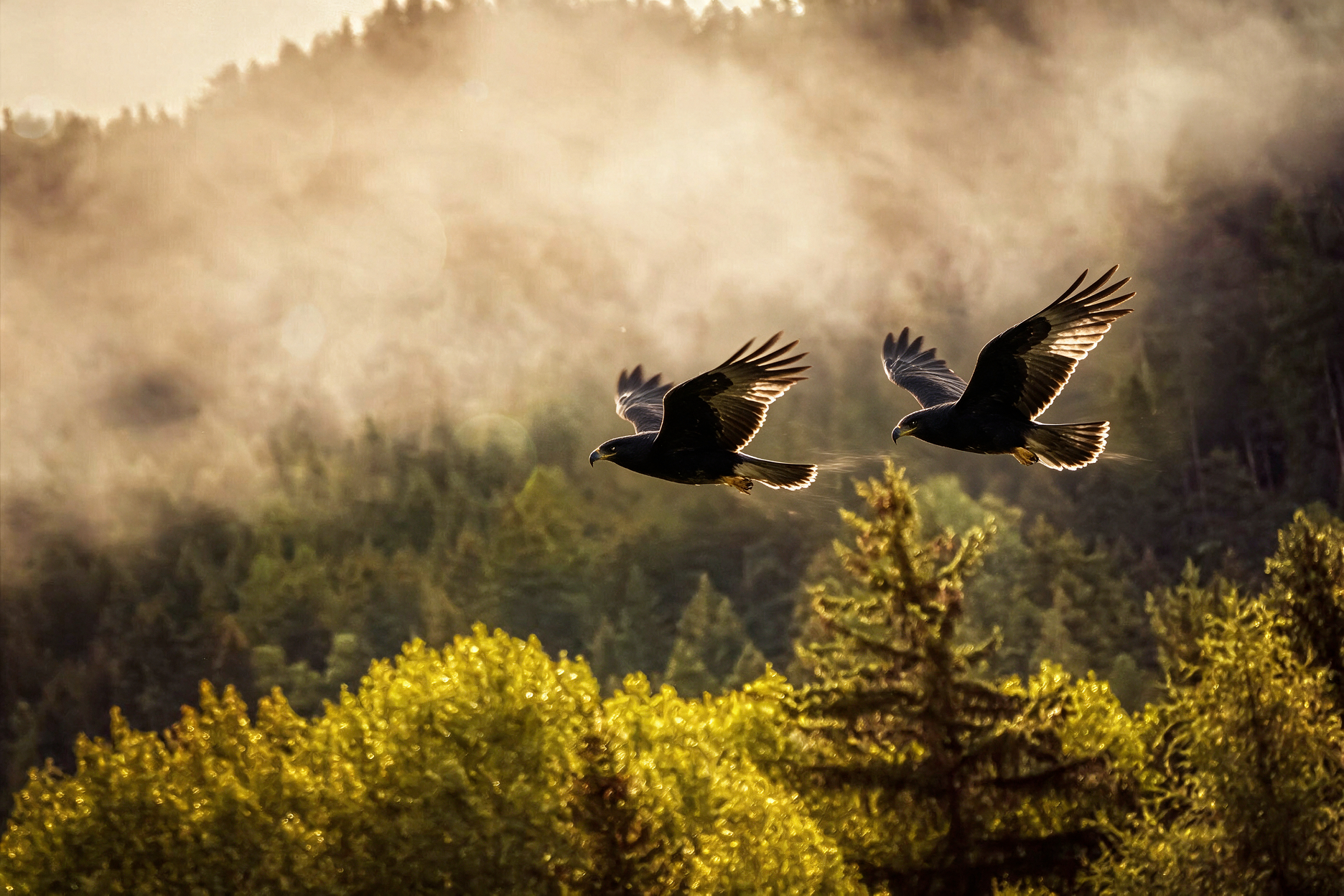 Two black hawks flying in tandem above the forest canopy